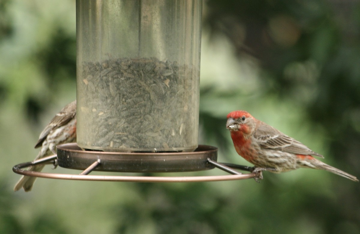 House Finch - ML638953456