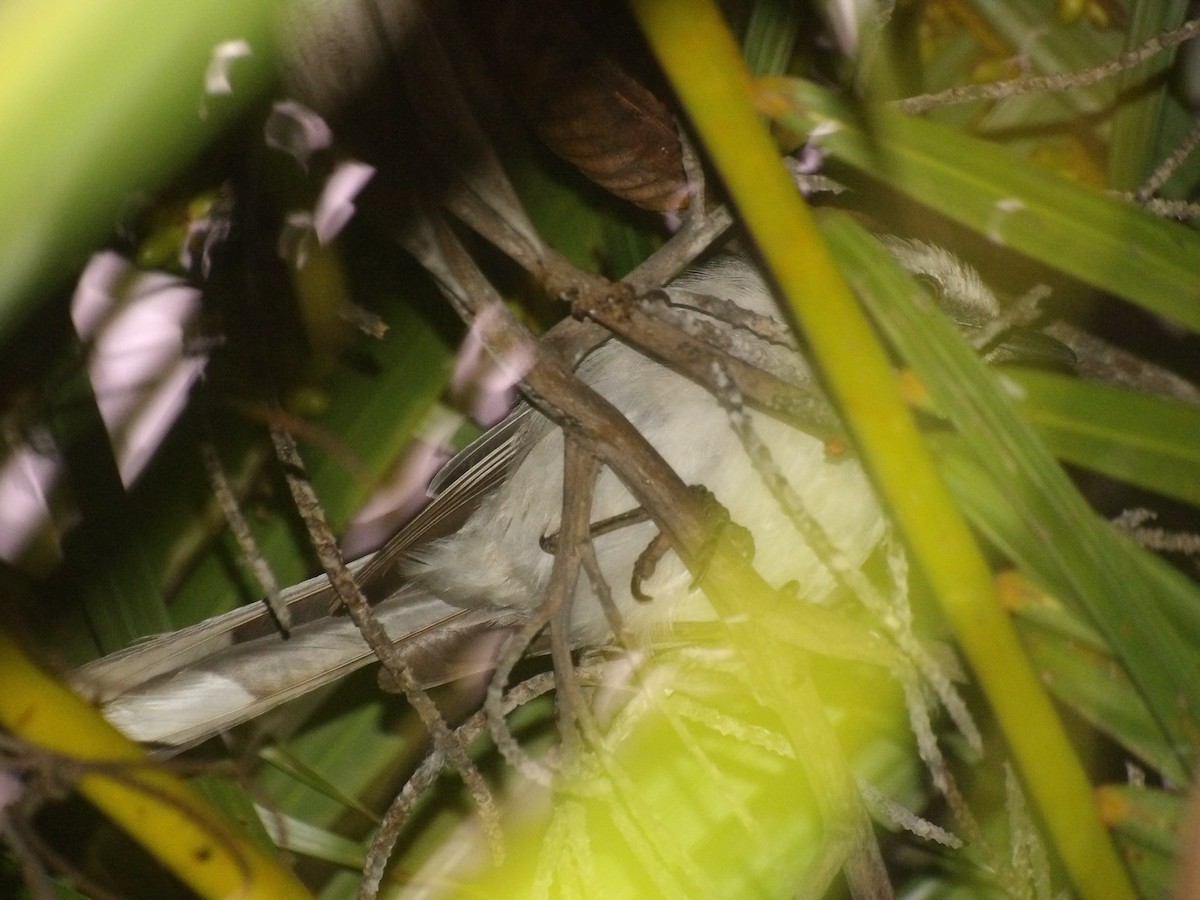Tropical Mockingbird (Southern) - ML638953457