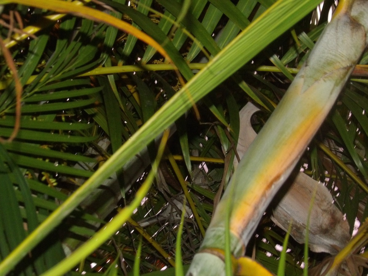 Tropical Mockingbird (Southern) - ML638953461