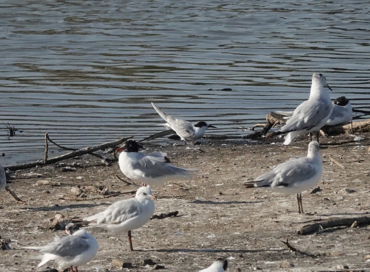Common Tern - ML638953462