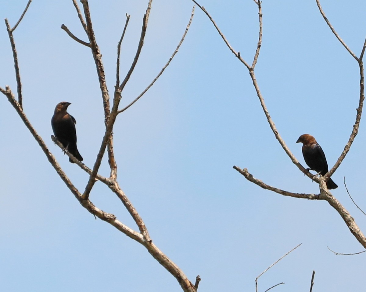 Brown-headed Cowbird - ML638953463