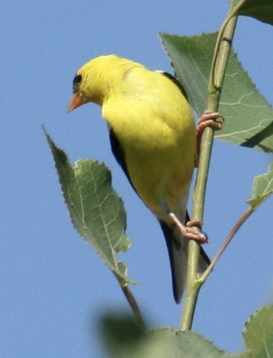 American Goldfinch - ML638953466