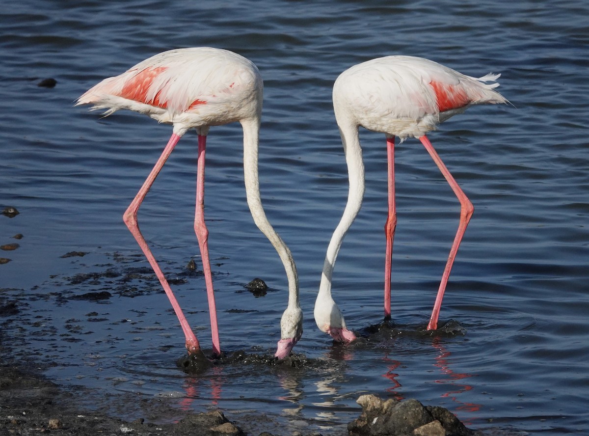 Greater Flamingo - ML638953467
