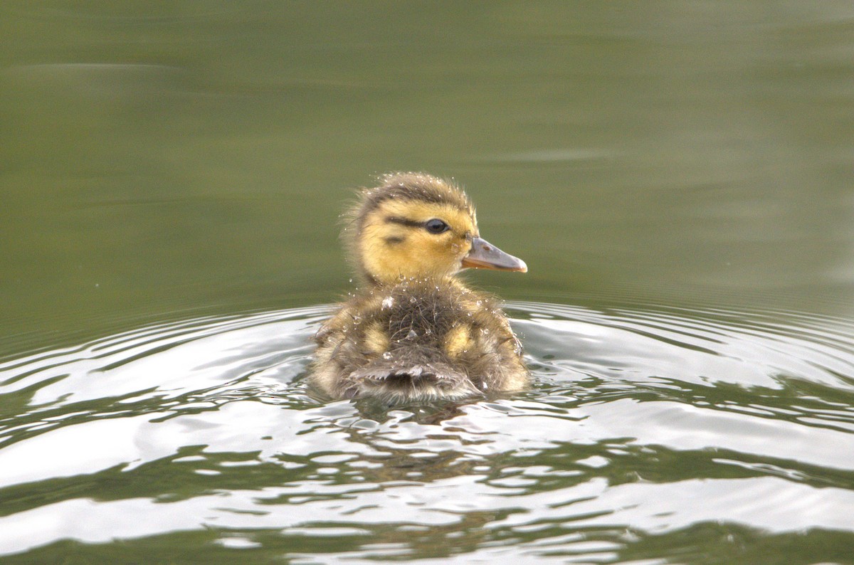 Mallard - ML638953468