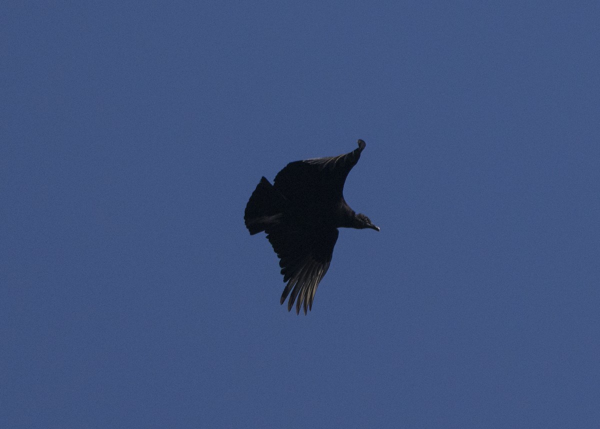 Black Vulture - ML638953502