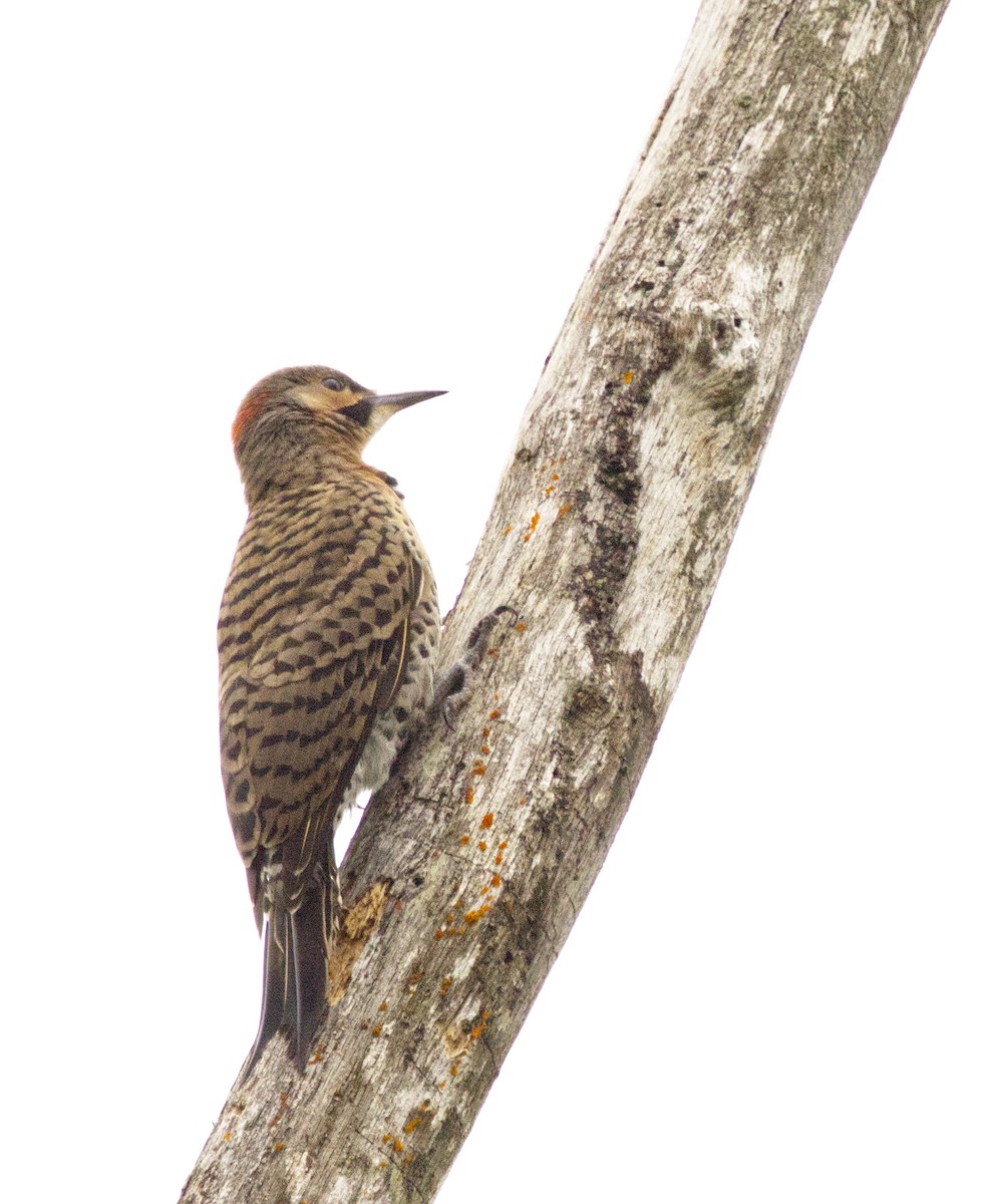 Carpintero Escapulario - ML638953503