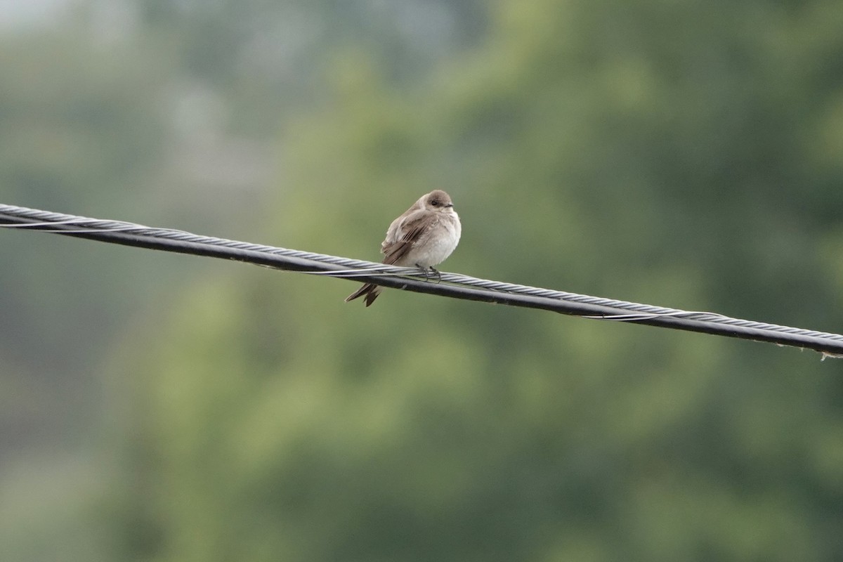 Northern Rough-winged Swallow - ML638953505