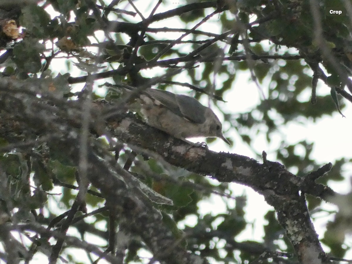 White-breasted Nuthatch - ML638953510