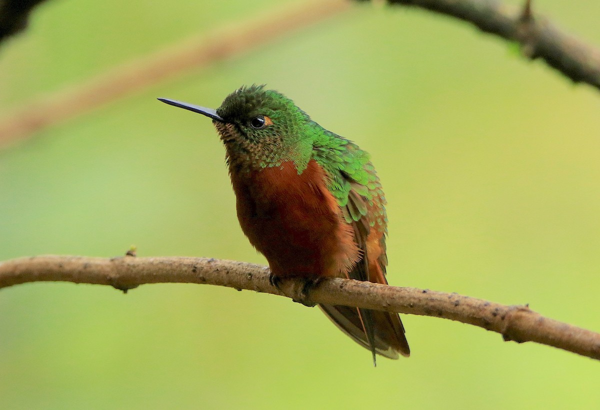 Chestnut-breasted Coronet - ML638953511