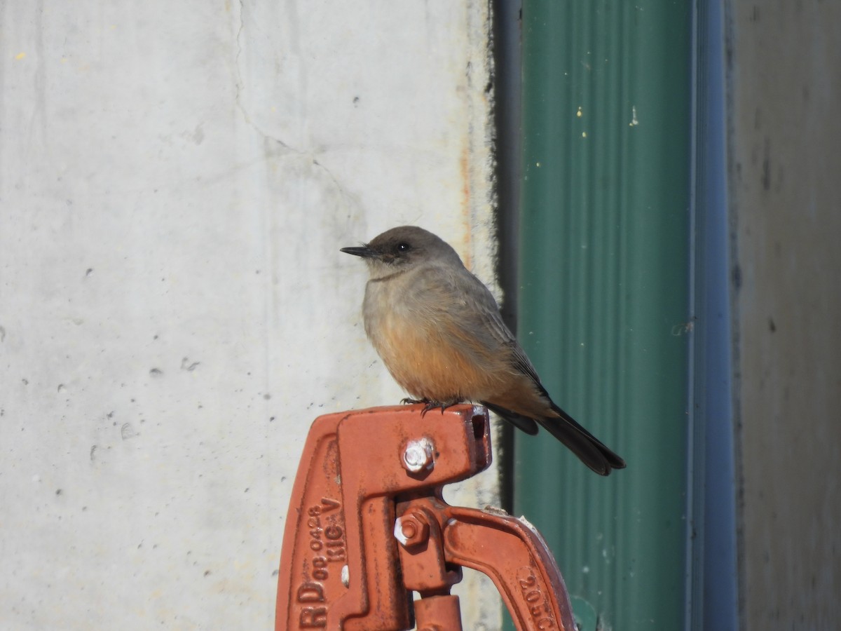 Say's Phoebe - ML638953512
