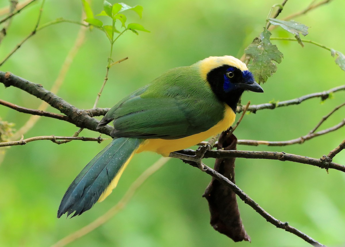Green Jay - ML638953517