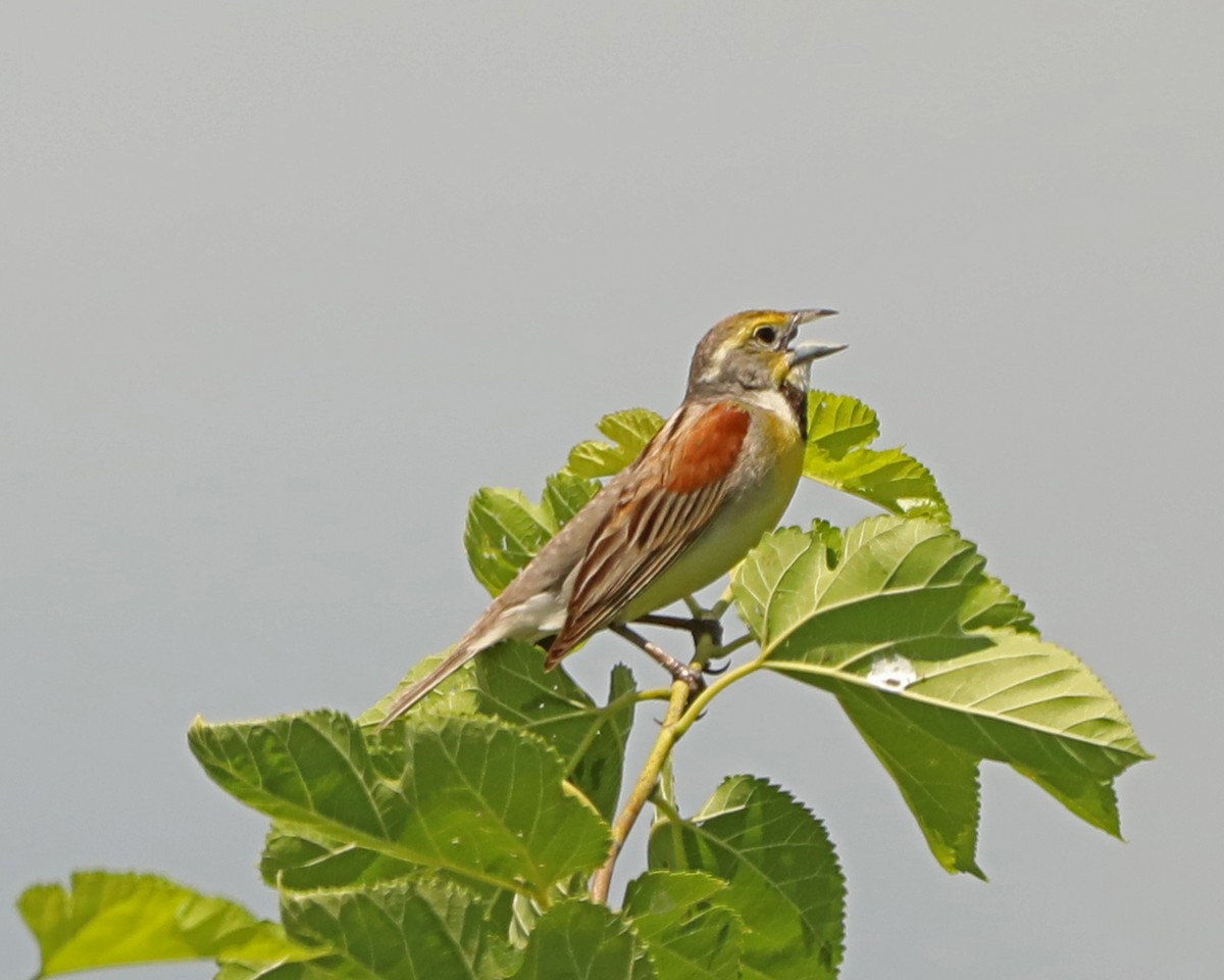Dickcissel - ML638953518