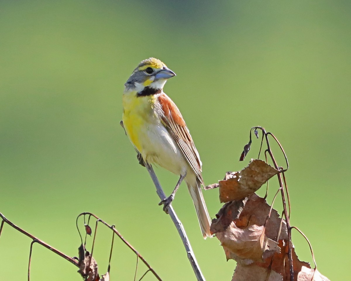 Dickcissel - ML638953519