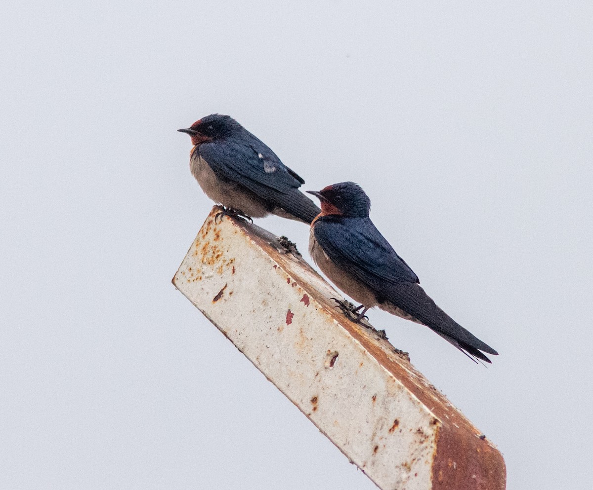 Angola Swallow - ML638953520