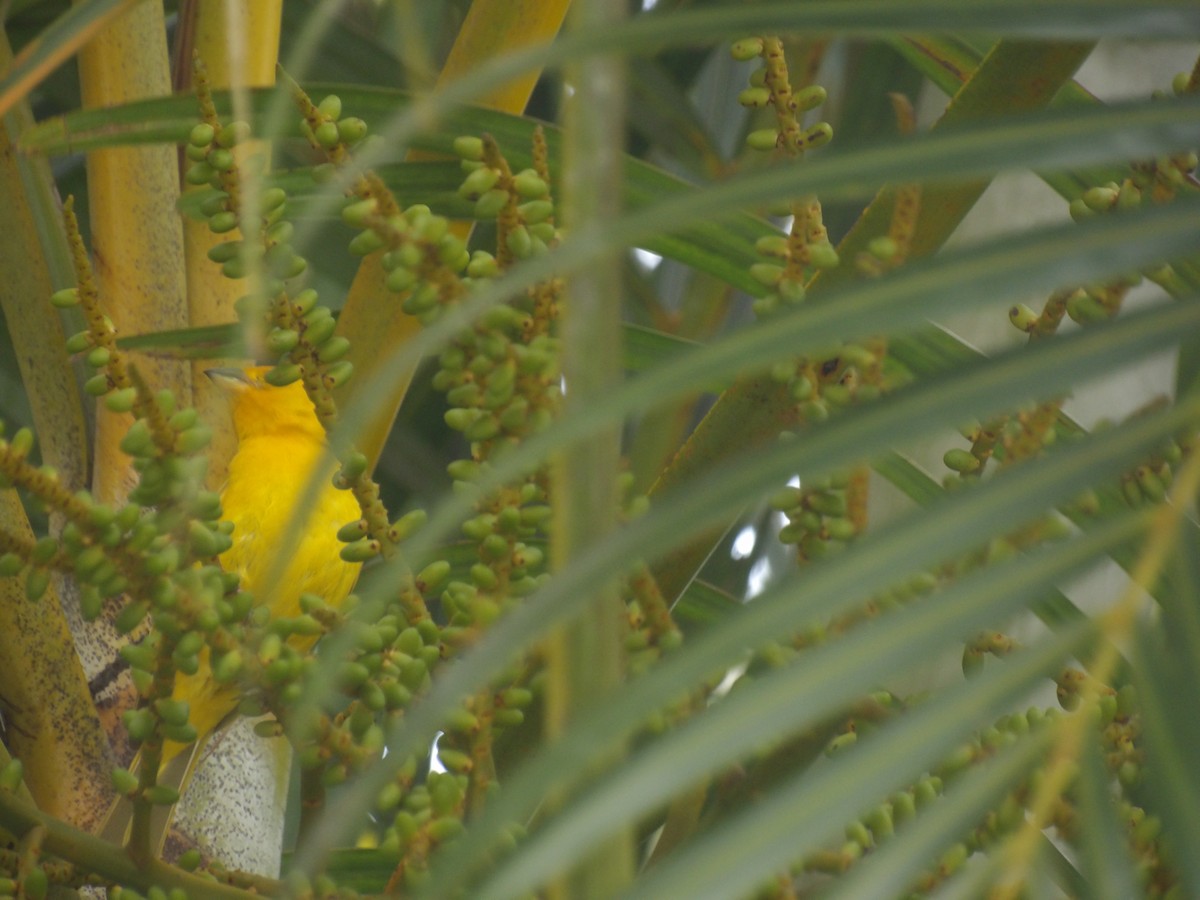 Saffron Finch (Saffron) - ML638953525