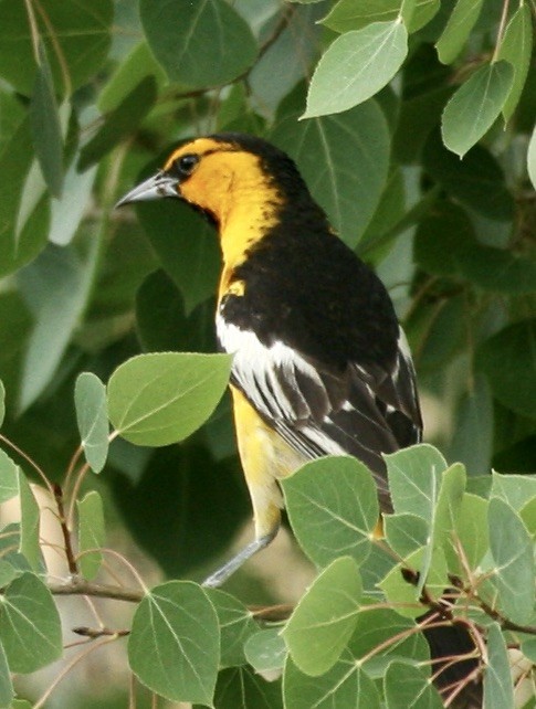Bullock's Oriole - ML638953531