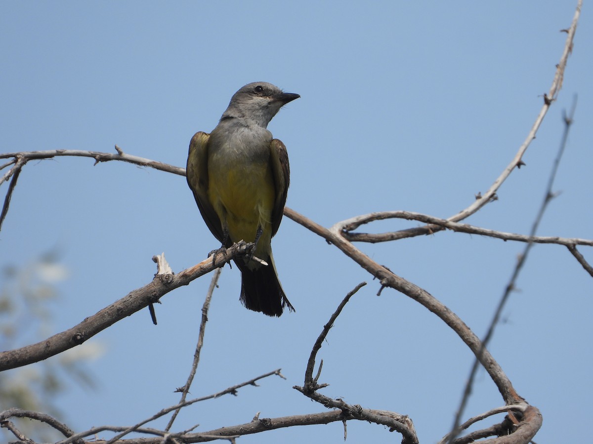 Western Kingbird - ML638953532