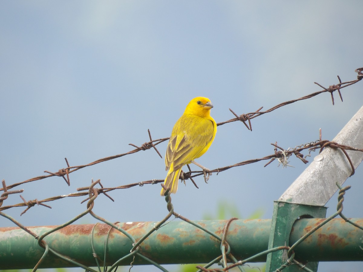 Saffron Finch (Saffron) - ML638953536
