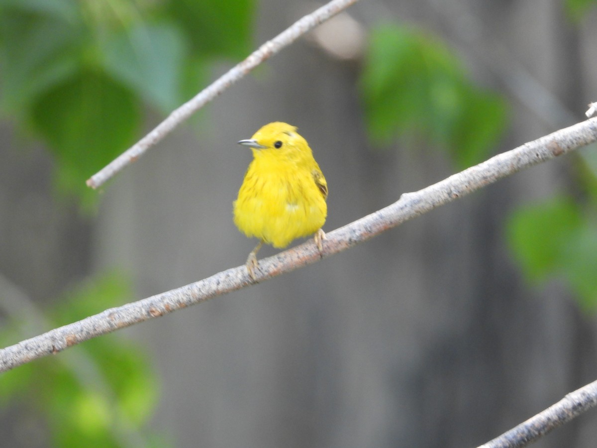 Yellow Warbler - ML638953545