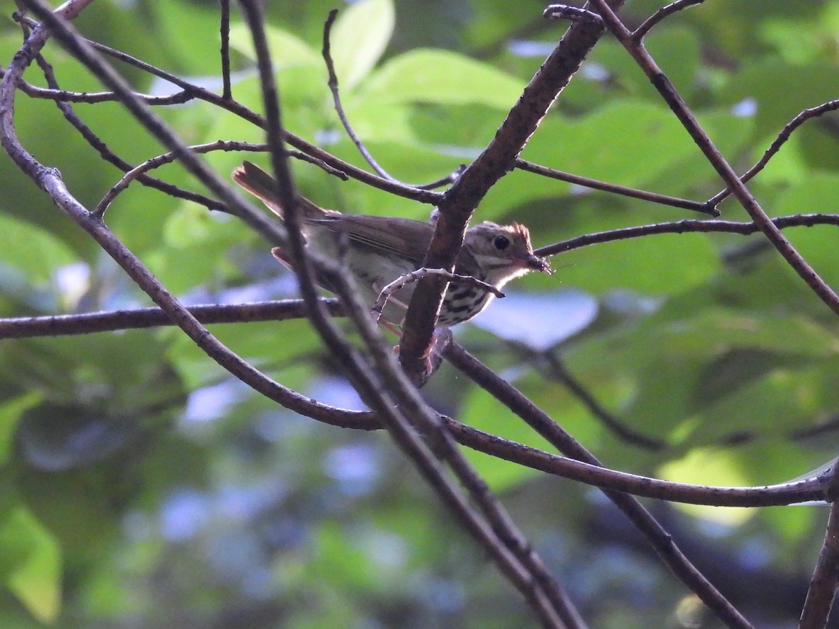 Ovenbird - ML638953554
