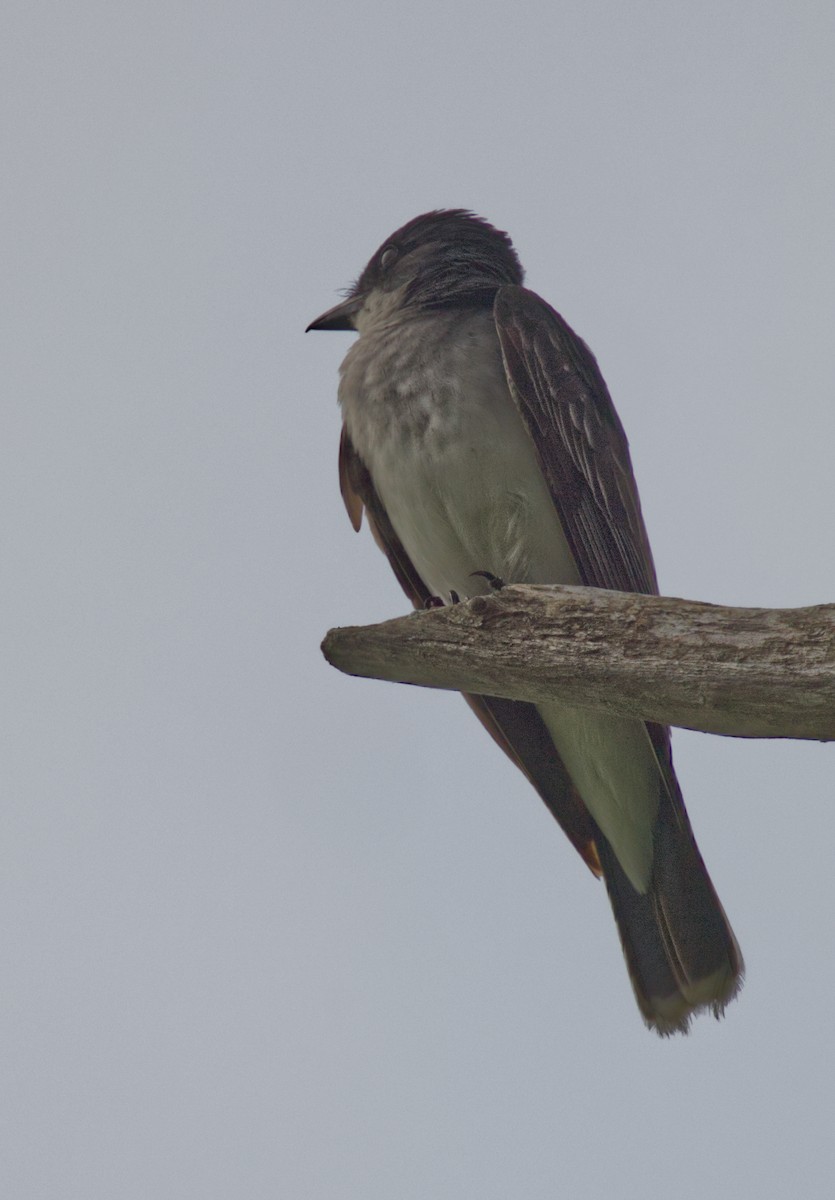 Eastern Kingbird - ML638953564