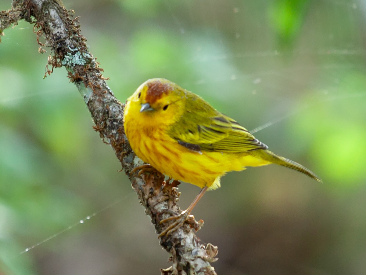 Yellow Warbler - ML638953571