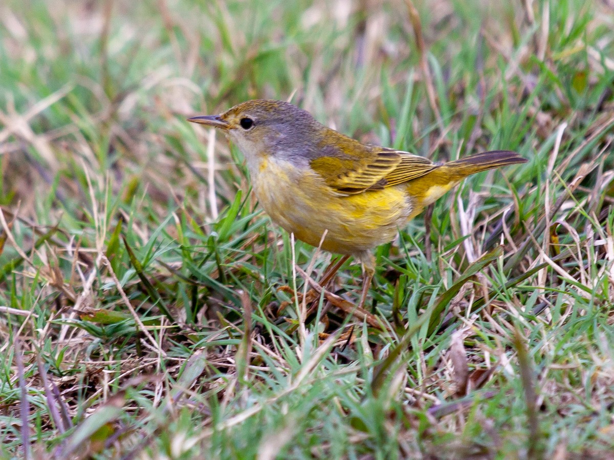 Yellow Warbler - ML638953572