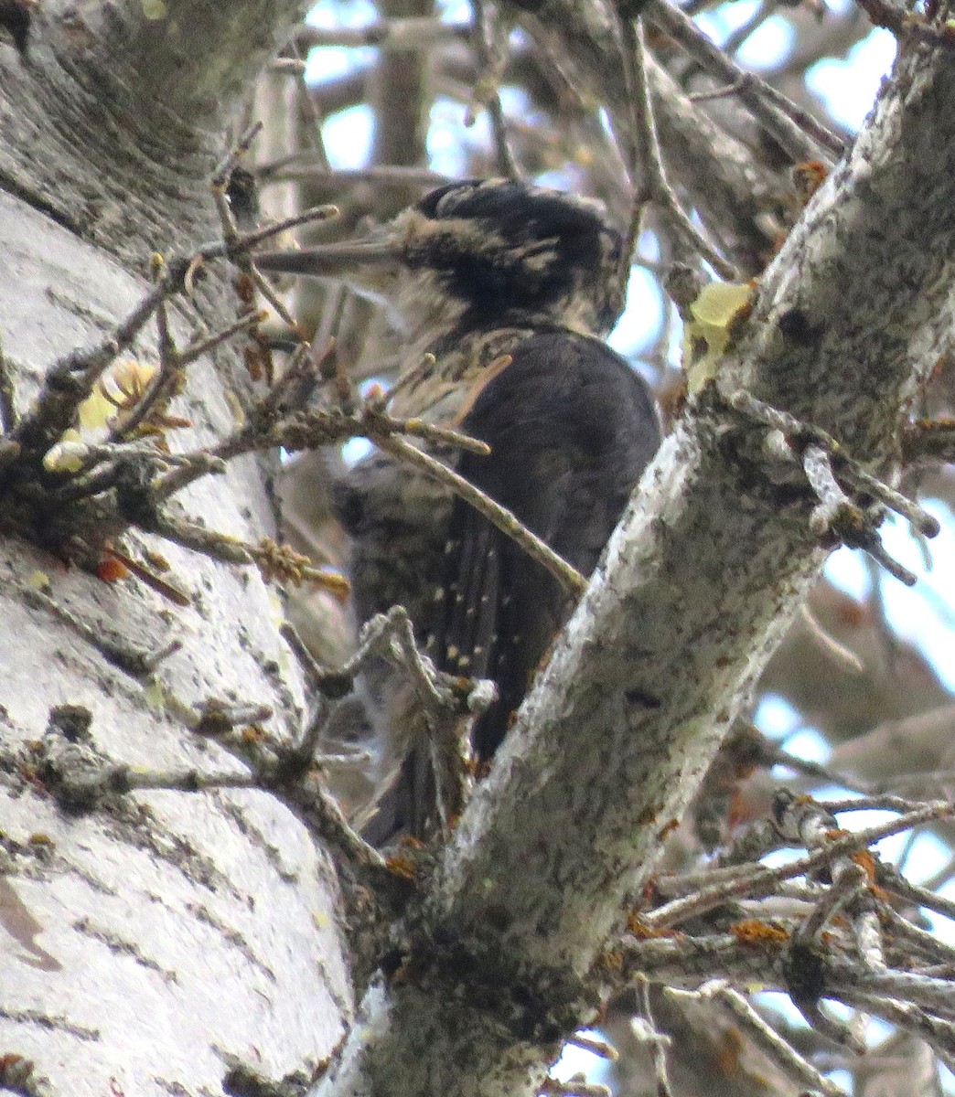 American Three-toed Woodpecker - ML638953586
