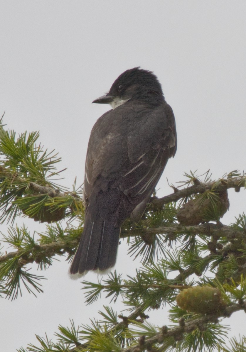 Eastern Kingbird - ML638953603