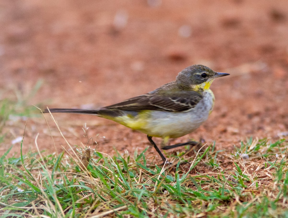 Western Yellow Wagtail - ML638953605