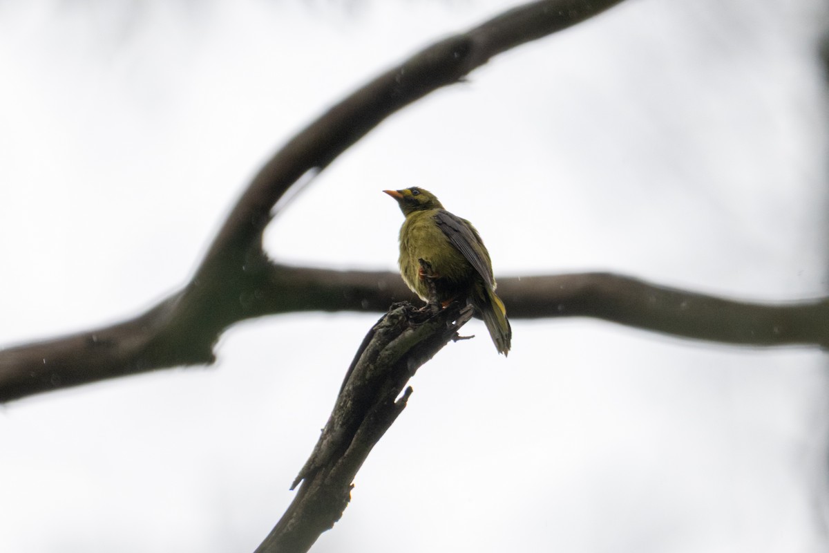 Bell Miner - ML638953608