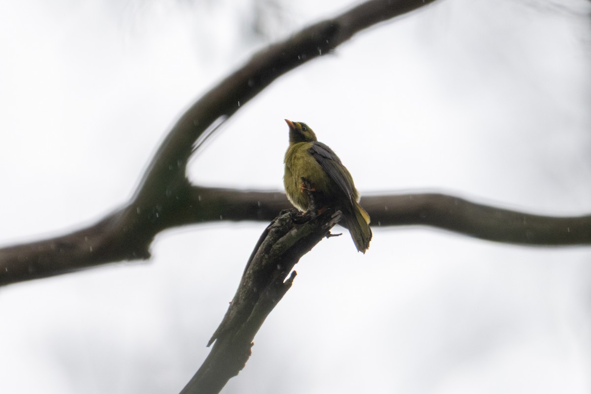 Bell Miner - ML638953609