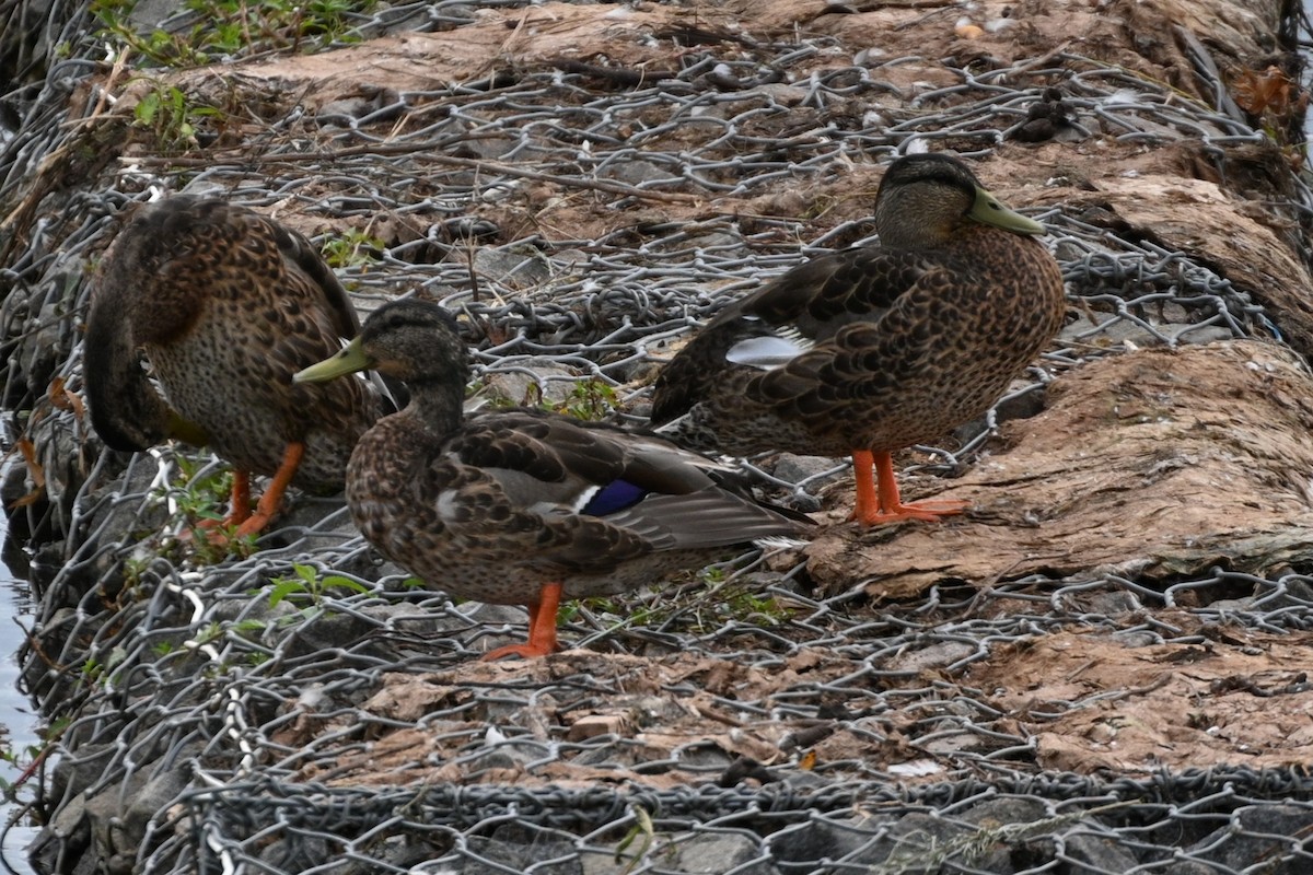 Mallard - ML638953611
