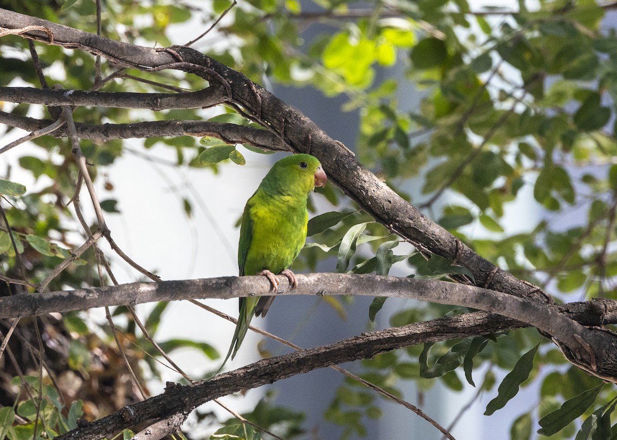 Plain Parakeet - ML638953612