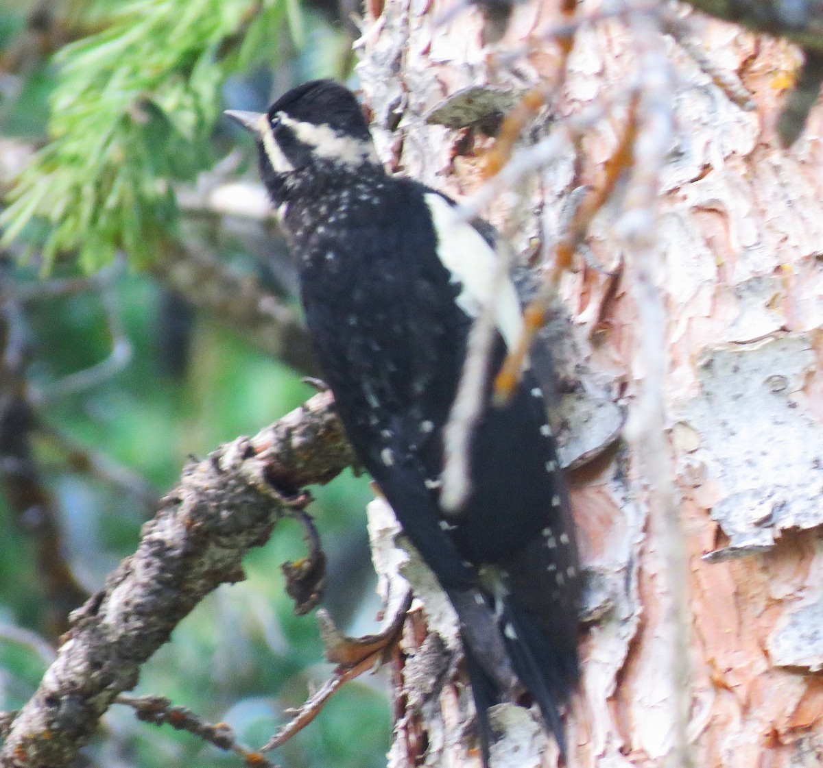 Williamson's Sapsucker - ML638953614
