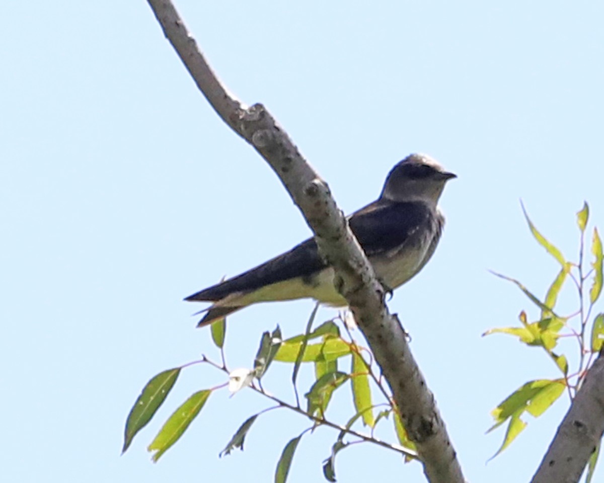 Purple Martin - ML638953615