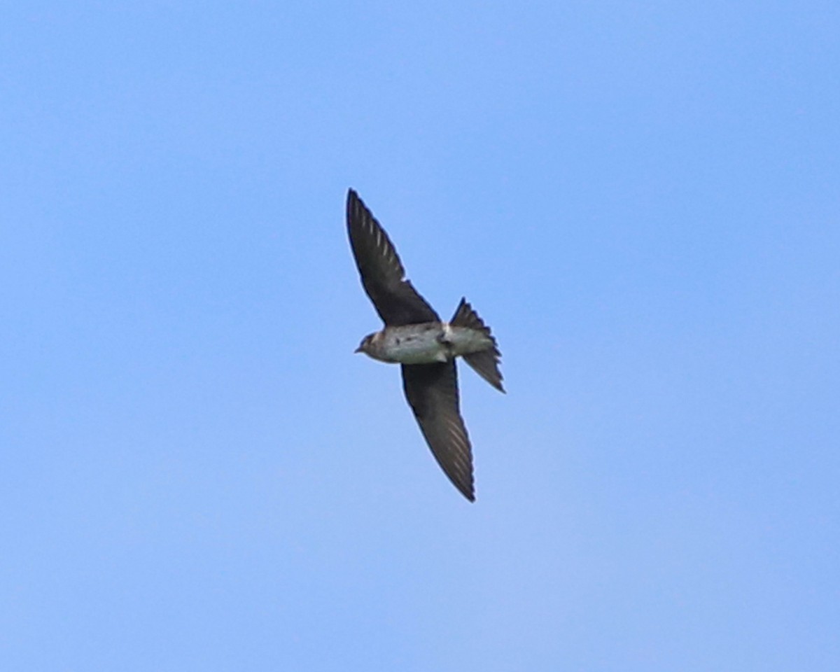 Purple Martin - ML638953616