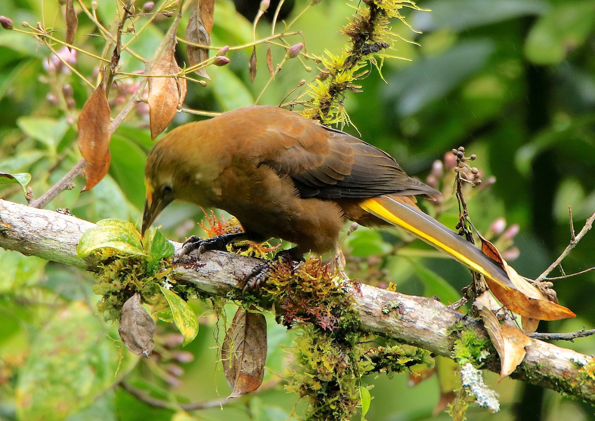 Russet-backed Oropendola - ML638953618