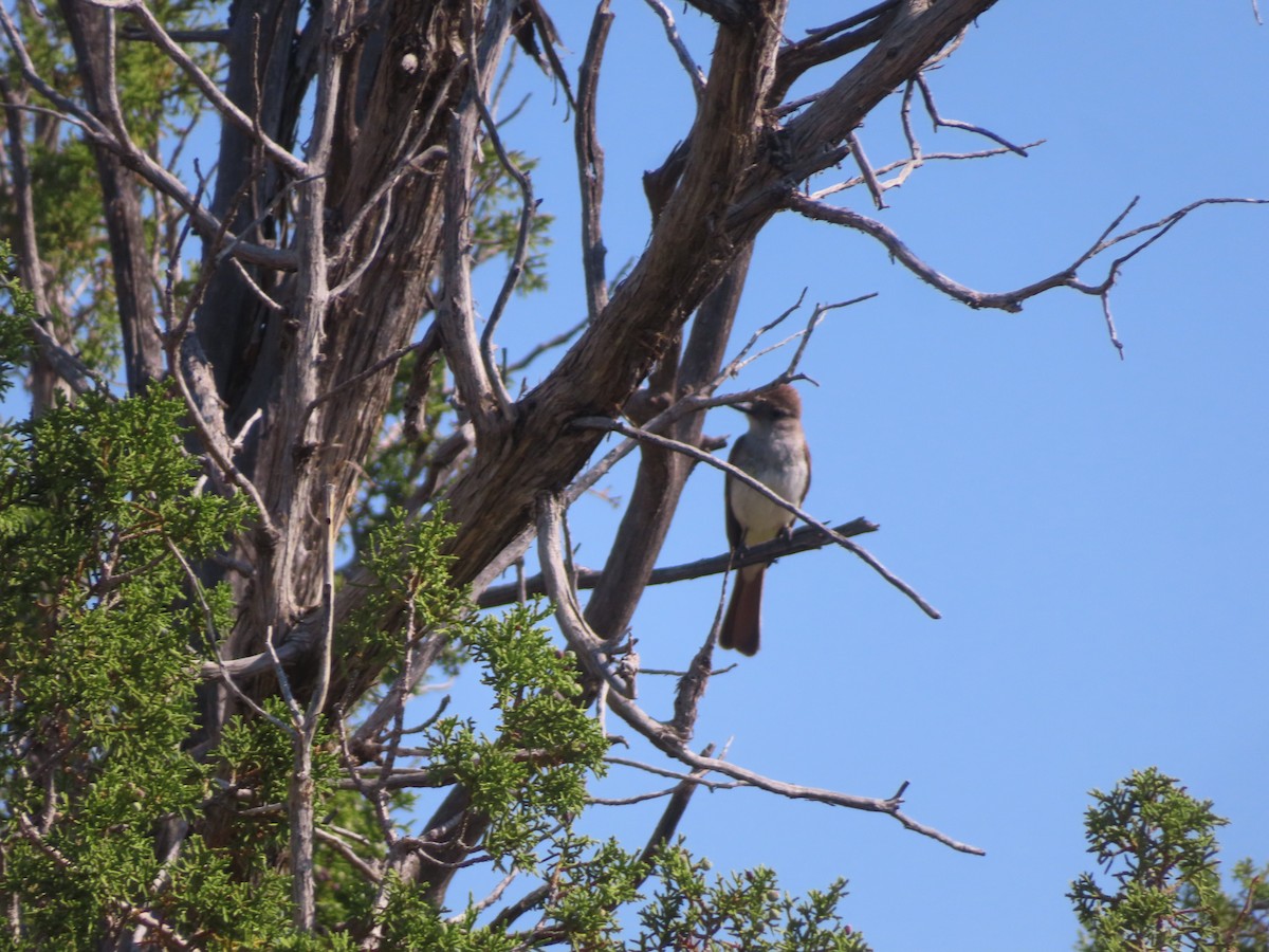Ash-throated Flycatcher - ML638953620