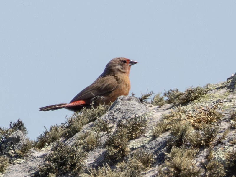 Jameson's Firefinch - ML638953623