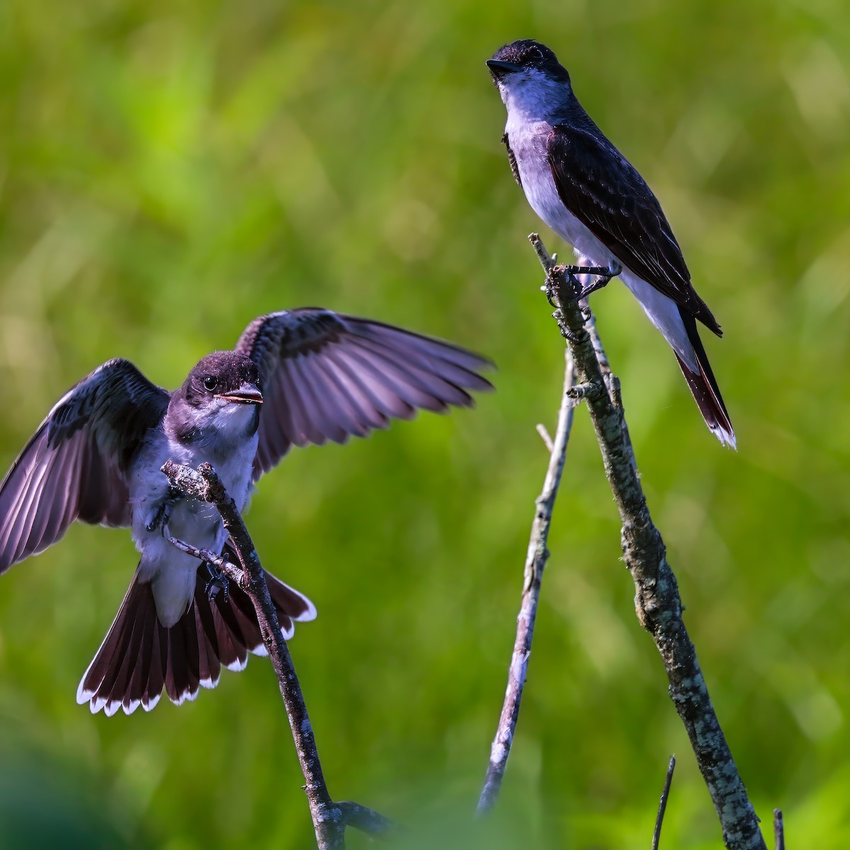 Eastern Kingbird - ML638953626