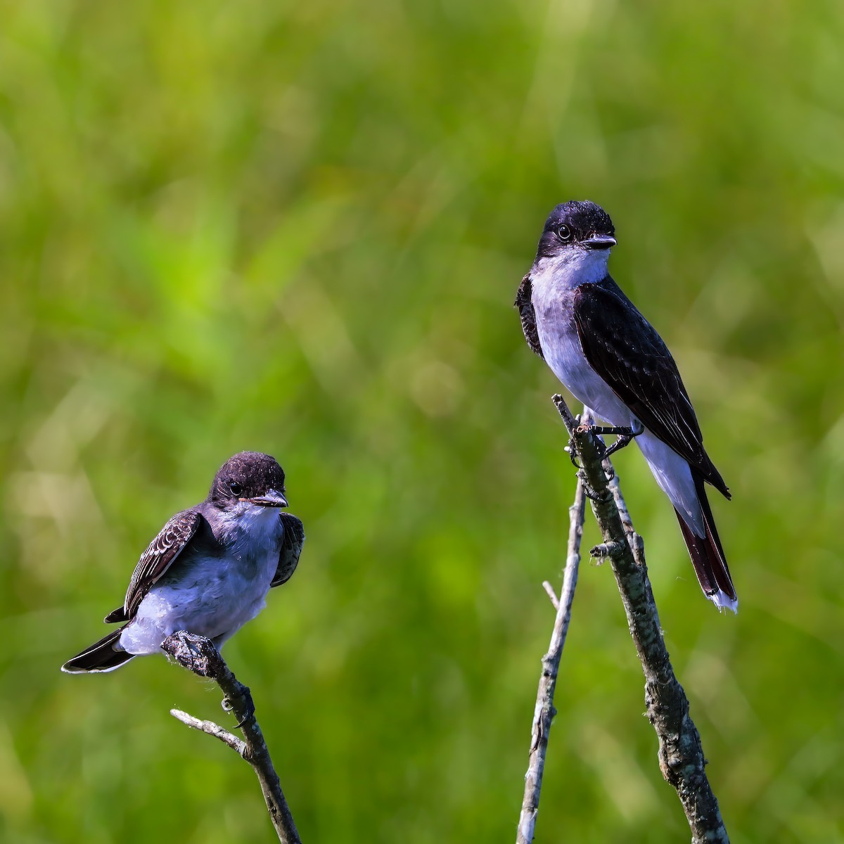 Eastern Kingbird - ML638953627