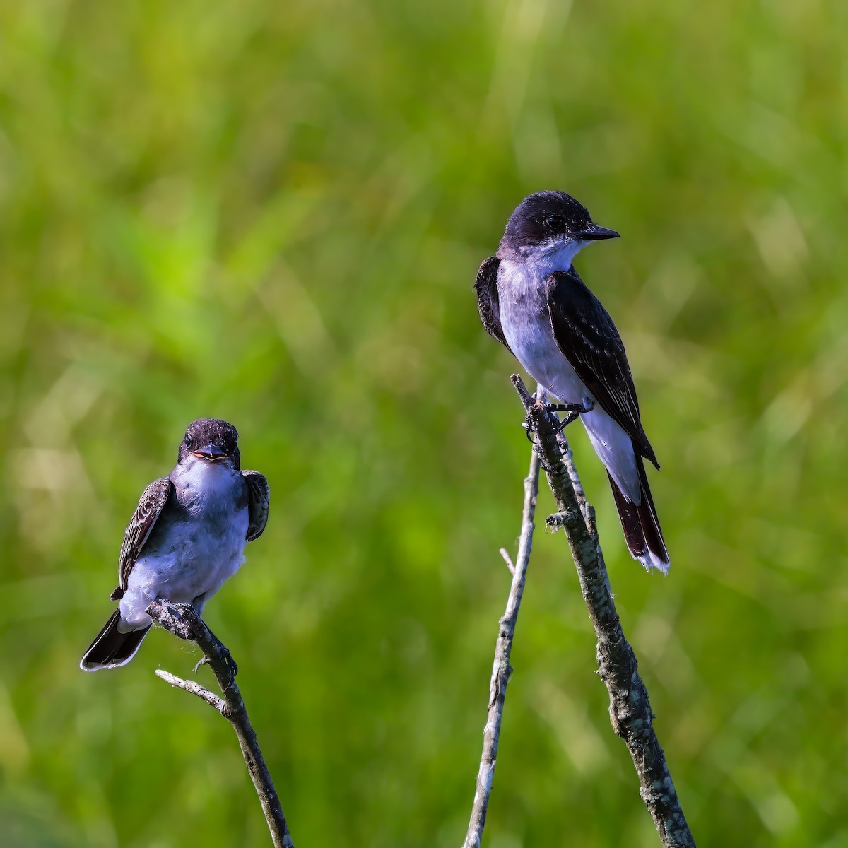Eastern Kingbird - ML638953628