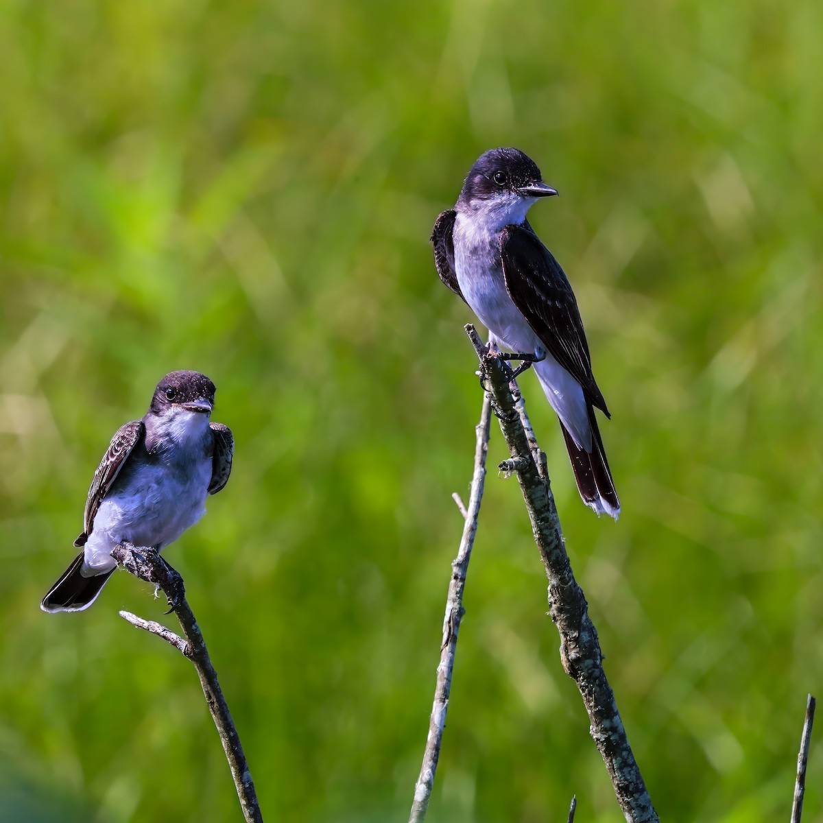 Eastern Kingbird - ML638953629
