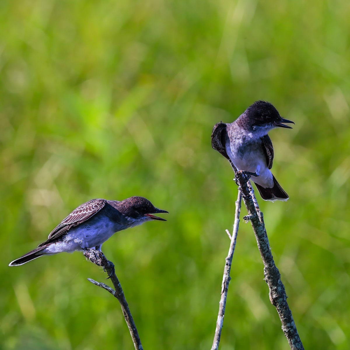 Eastern Kingbird - ML638953630