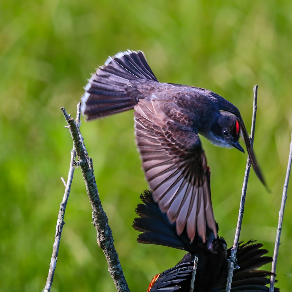 Eastern Kingbird - ML638953631