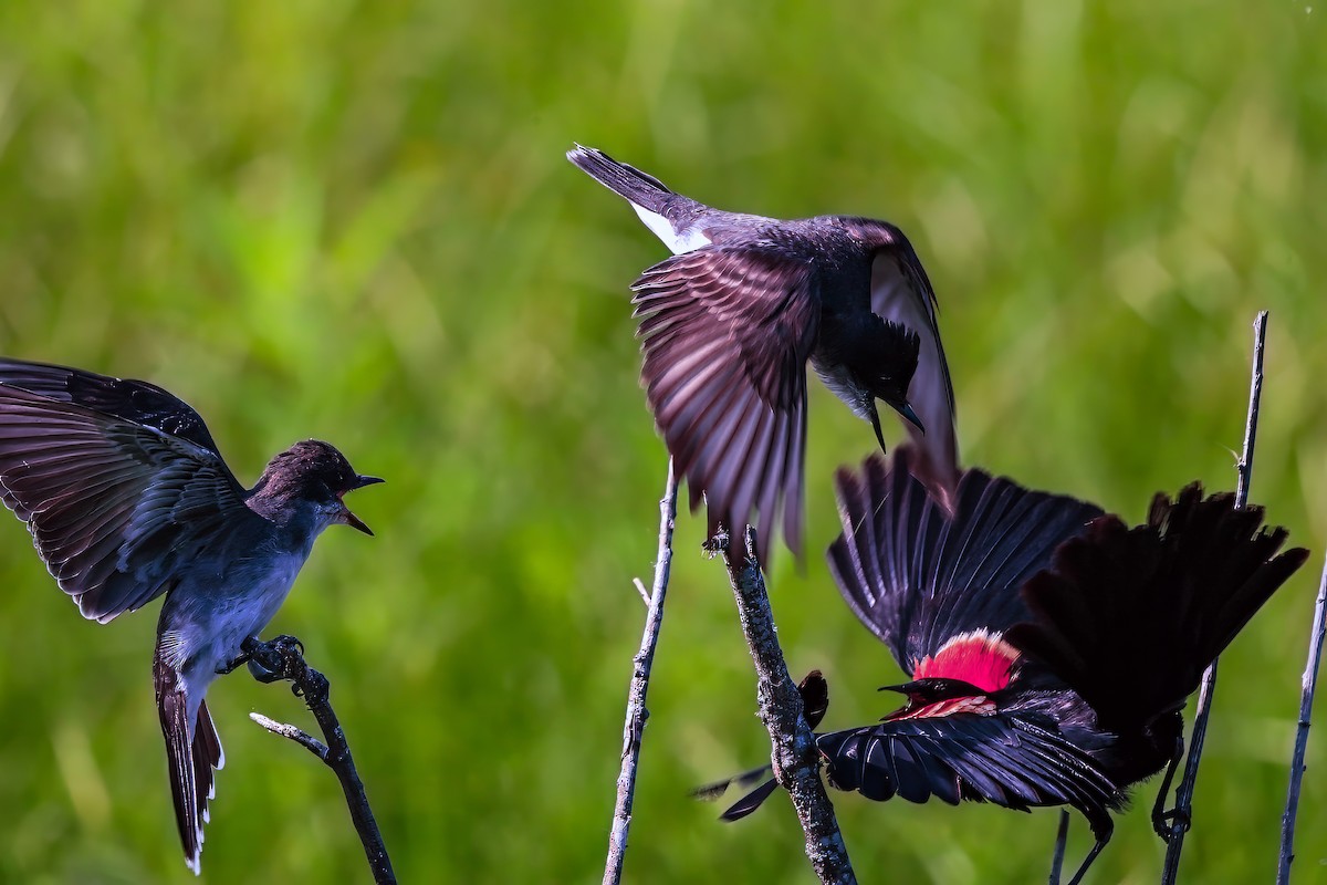 Eastern Kingbird - ML638953632