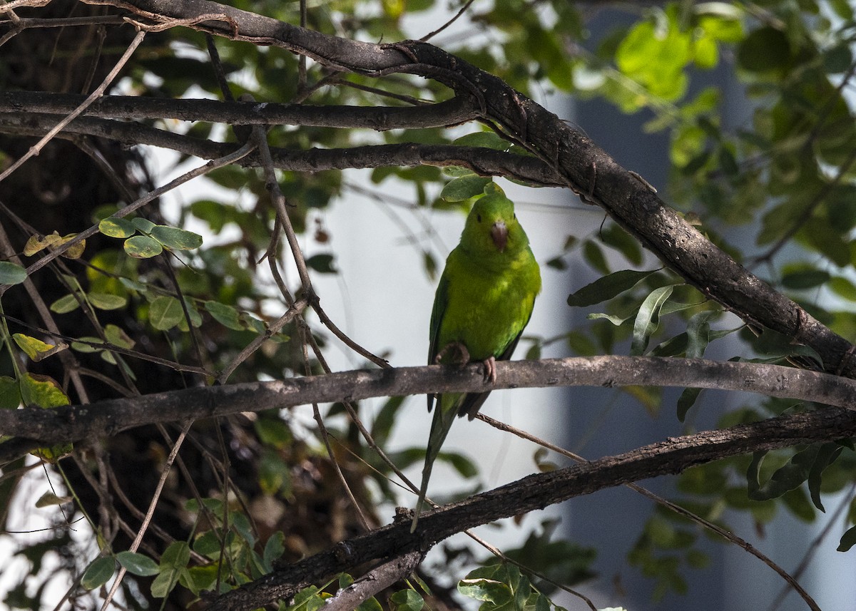 Plain Parakeet - ML638953634