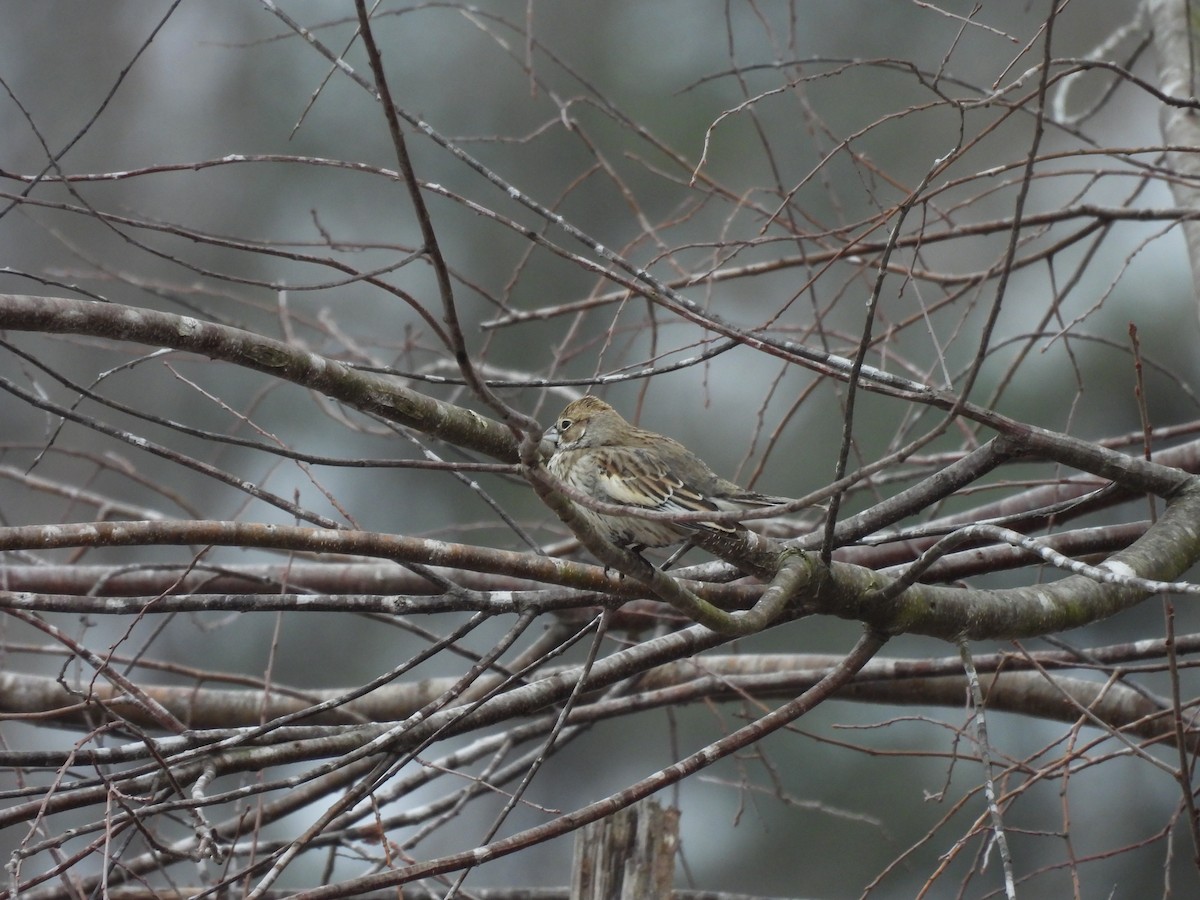 Lark Bunting - ML638953635