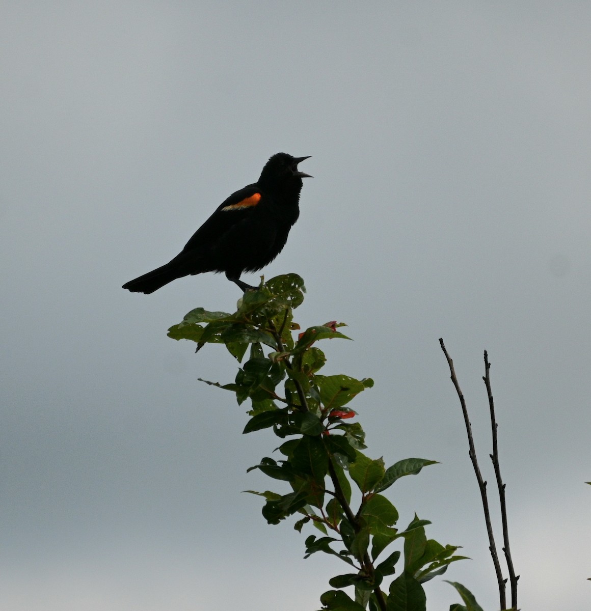 Red-winged Blackbird - ML638953636